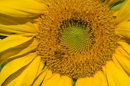 Picture of SUNFLOWER II