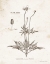 Picture of FLOWER PLATE IV