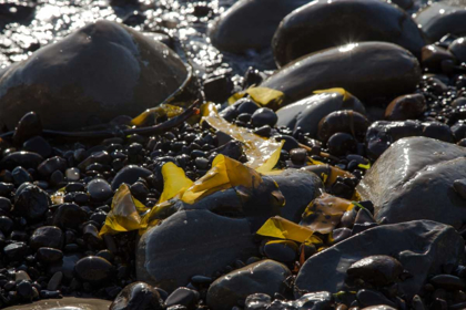 Picture of ROCKY SHORE I