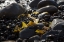 Picture of ROCKY SHORE I