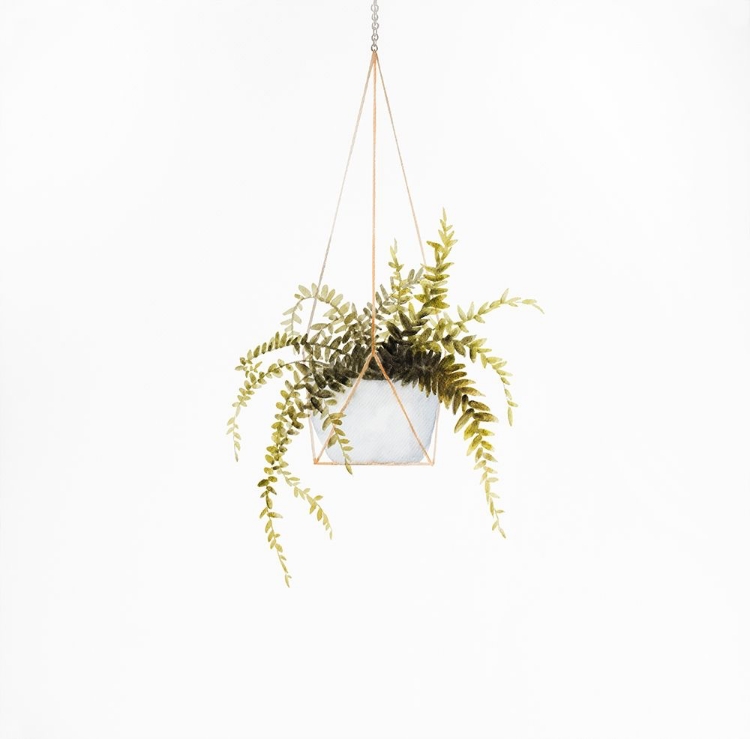 Picture of SUSPENDED FERN