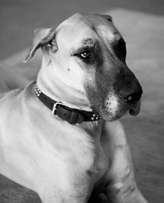 Picture of GREAT DANE BLACK AND WHITE