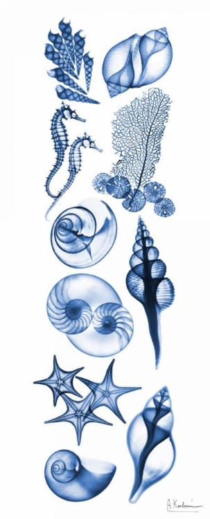 Picture of SEALIFE BLUE