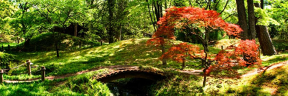 Picture of JAPANESE GARDEN II