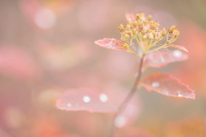 Picture of ARCTIC FALL COLORS