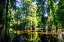 Picture of CYPRESS POND I