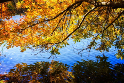 Picture of AUTUMN REFLECTIONS I