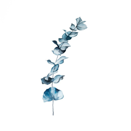 Picture of EUCALYPTUS BLUE LEAVES