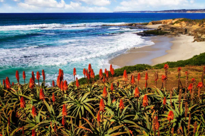 Picture of POINT LA JOLLA I