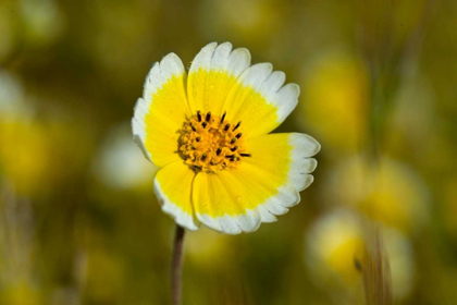 Picture of YELLOW AND WHITE II