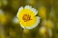 Picture of YELLOW AND WHITE II