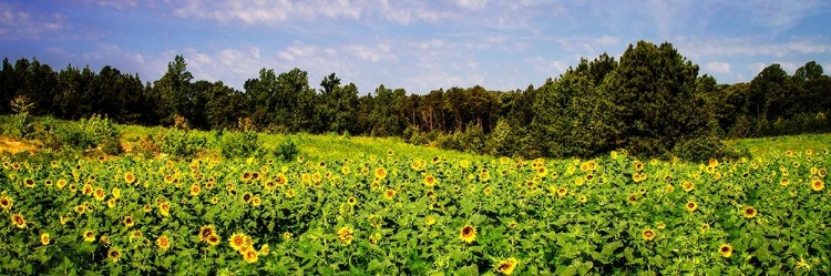 Picture of SUNFLOWER FIELDS II