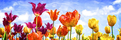 Picture of TULIPS IN THE SUN II
