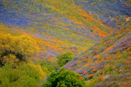 Picture of WILDFLOWER HILLS II