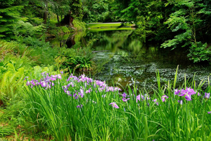 Picture of BLOEDEL RESERVE I