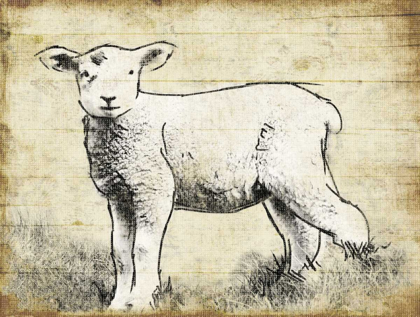 Picture of VINTAGE LAMB SKETCH