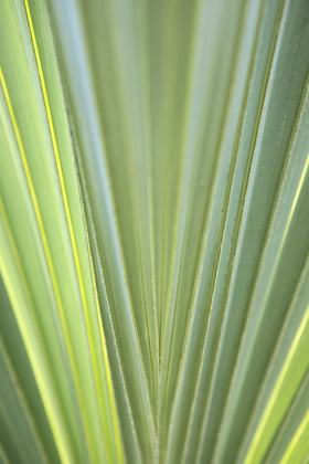 Picture of TROPICAL LEAF CLOSE-UP II
