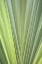 Picture of TROPICAL LEAF CLOSE-UP II