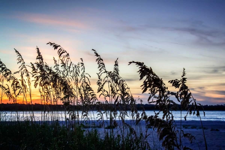 Picture of MASONBORO SUNSET II