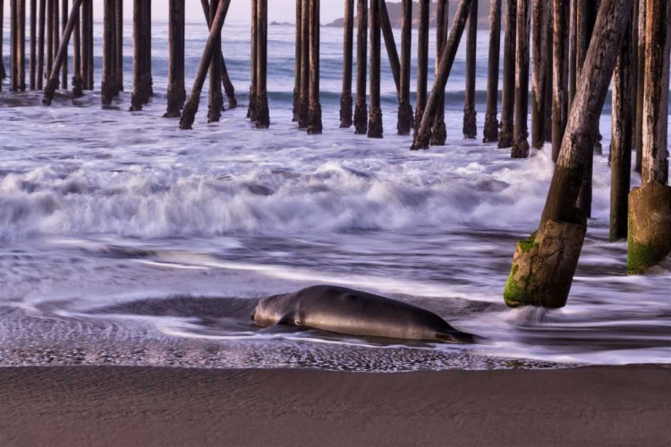 Picture of SAN SIMEON PIER I