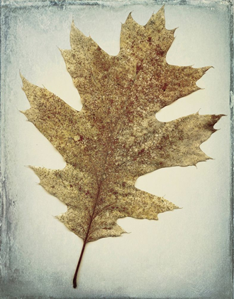 Picture of OAK LEAF