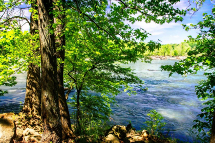 Picture of SPRING ON THE RIVER II