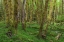 Picture of BIG LEAF MAPLE GROVE