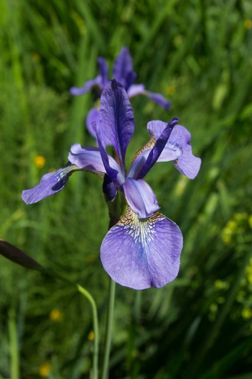 Picture of BLUE IRIS