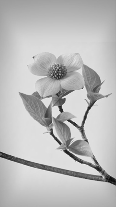 Picture of PACIFIC DOGWOOD BLOSSOMS II