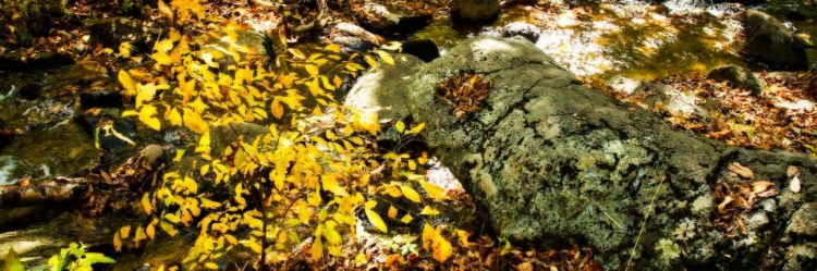 Picture of FOREST FLOOR II