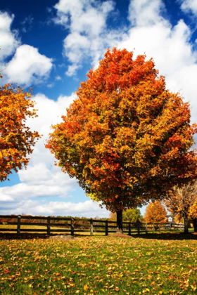 Picture of TREES OF GOLD I