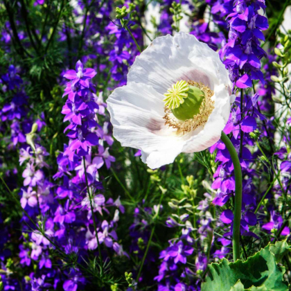 Picture of SINGLE POPPY