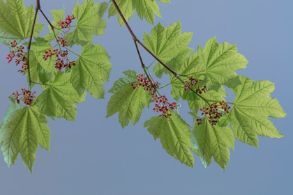 Picture of VINE MAPLE I