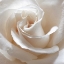 Picture of WHITE ROSE II