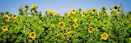 Picture of SUNNY SUNFLOWERS I