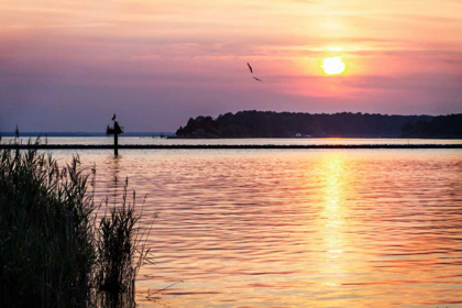 Picture of OSPREYS AT SUNSET