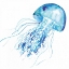 Picture of BLUE JELLYFISH