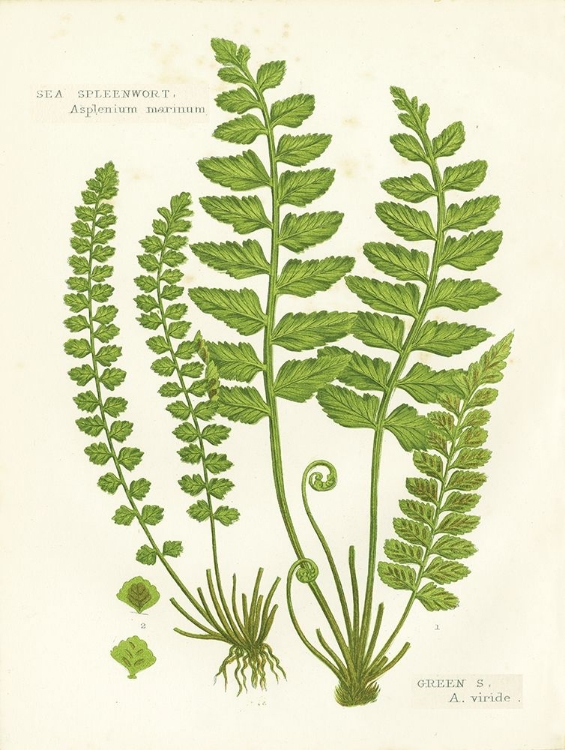 Picture of FERN II