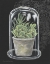 Picture of SUCCULENT IN CLOCHE I