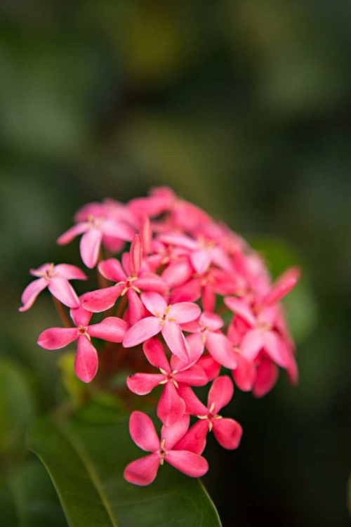 Picture of PINK HYDRANGEA