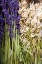 Picture of CUT LAVENDER II