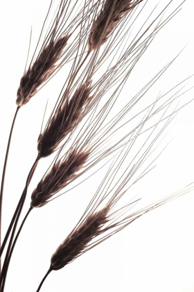 Picture of WHEAT I