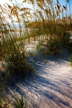 Picture of SEA OATS AND SHADOW I