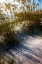 Picture of SEA OATS AND SHADOW I