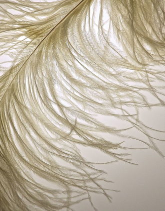 Picture of FEATHER CLOSE-UP III