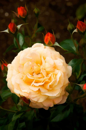 Picture of YELLOW ROSE