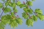 Picture of VINE MAPLE II