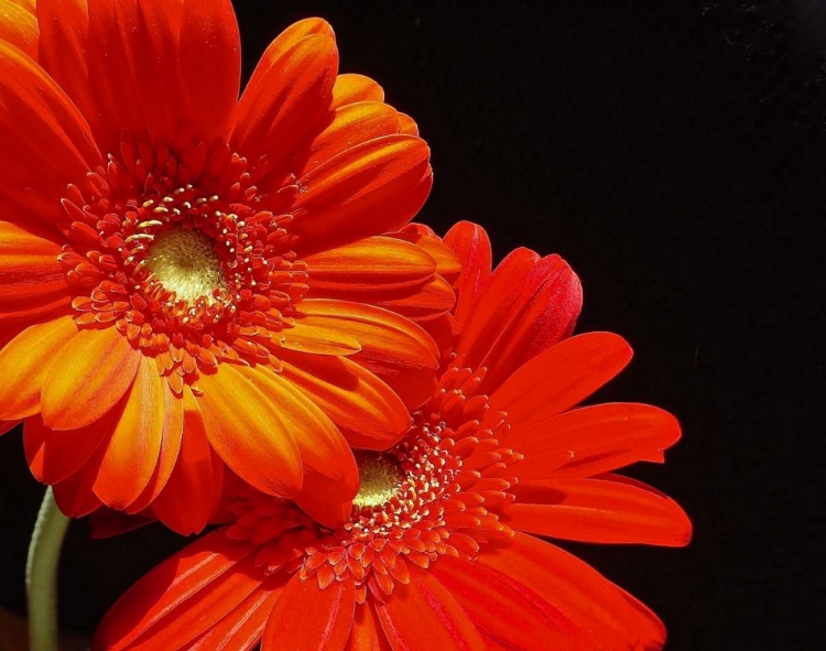 Picture of ORANGE DAISIES