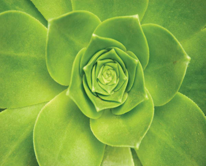 Picture of SUCCULENT II