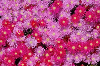 Picture of PINK ICE FLOWERS